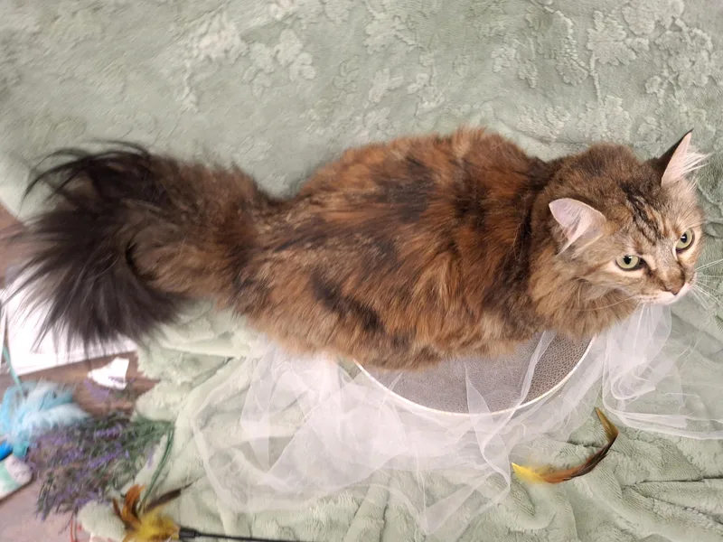 Mama Cat thumbnail 4