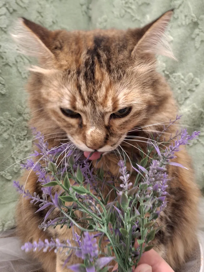 Mama Cat thumbnail 5