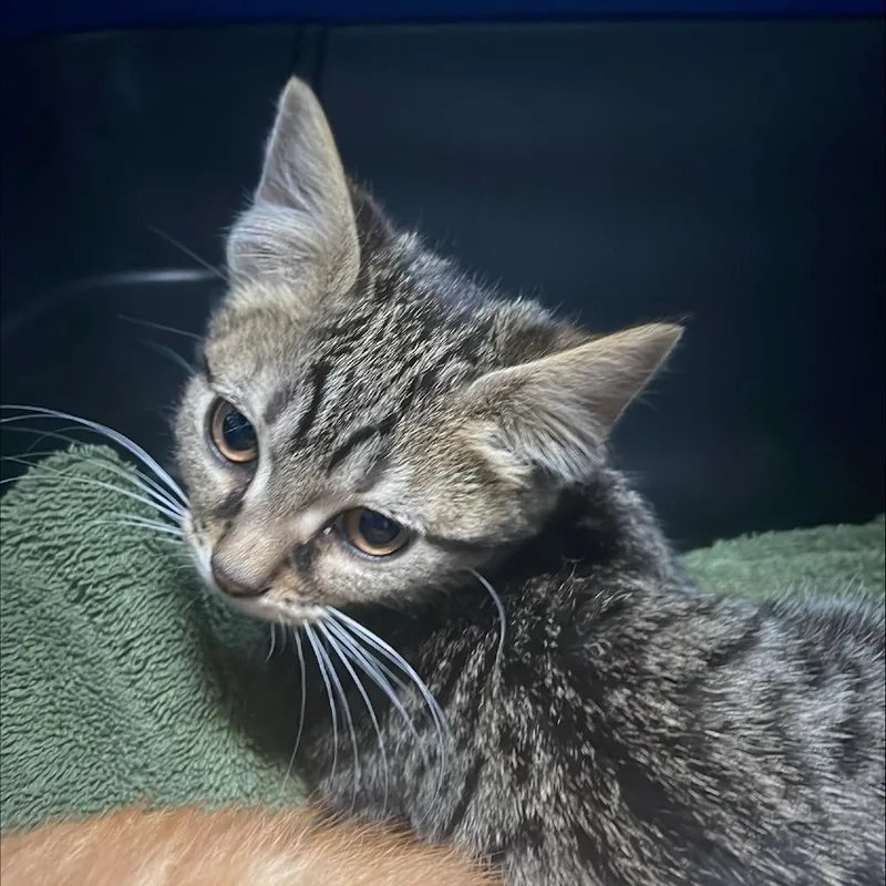 A baby small-sized male Domestic Short Hair cat named Sedum for adoption in Tacoma, WA
