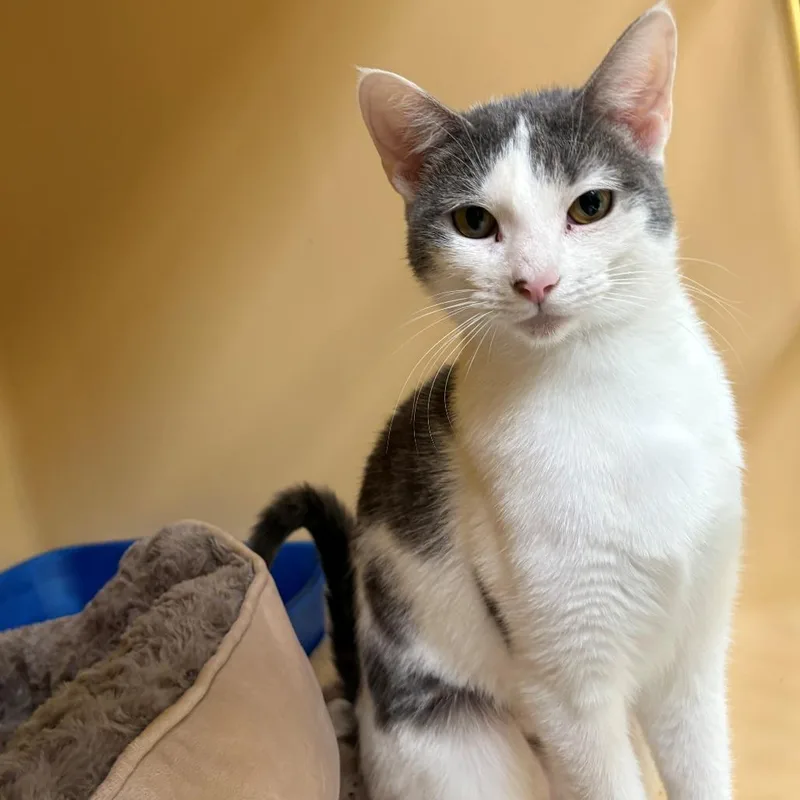 A young small-sized female White Domestic Short Hair cat named Selene for adoption in East Hanover, NJ