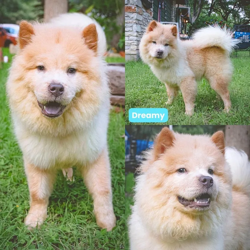 A young medium-sized female Chow Chow dog named Dreamy for adoption in Houston, TX