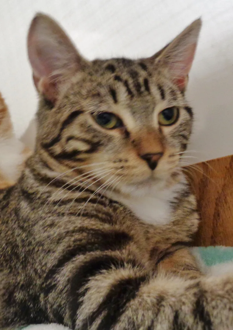 A baby small-sized female Tabby cat named Houdini for adoption in Delhi, NY
