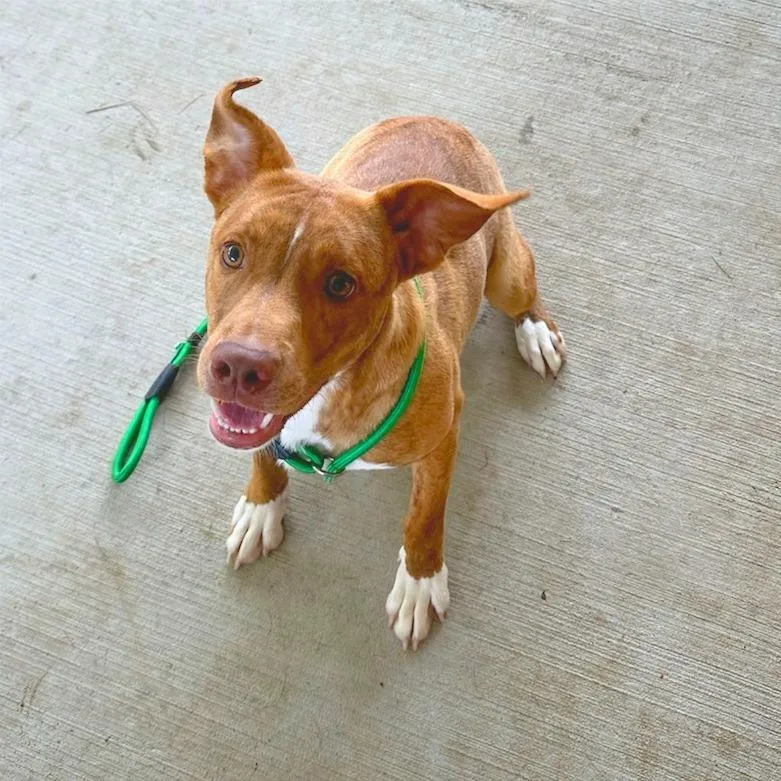 A young medium-sized male Red / Chestnut / Orange Mixed Breed dog named Peanut Brittle for adoption in Galax, VA
