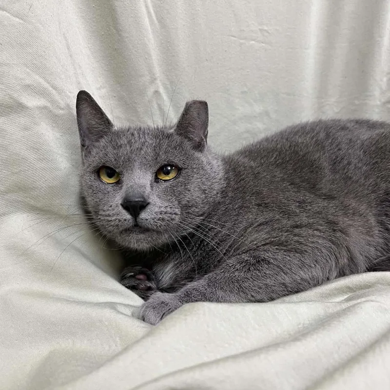 An adult medium-sized female Gray / Blue / Silver Domestic Short Hair cat named Laramie for adoption in Lyndhurst, VA