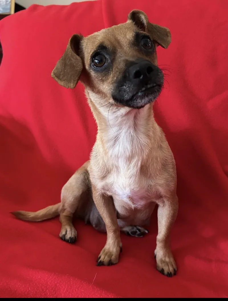 An adult small-sized female Brown / Chocolate Chiweenie dog named Sunny for adoption in La Palma, CA