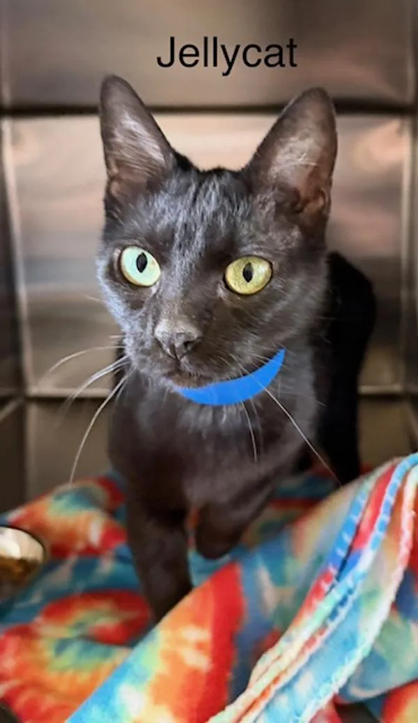 Jellicat