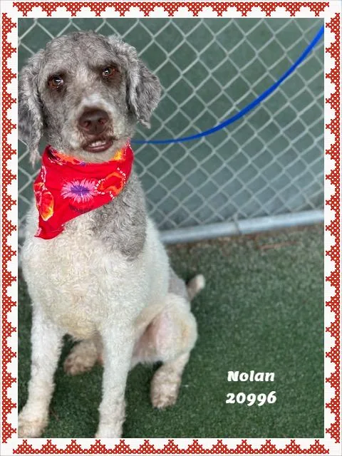 NOLAN see also BAILEY thumbnail 4