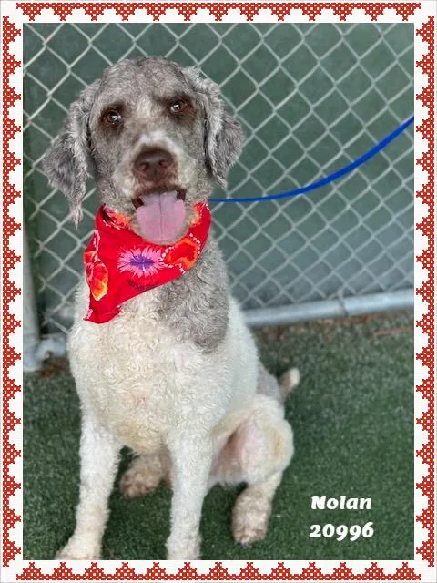NOLAN see also BAILEY thumbnail 5