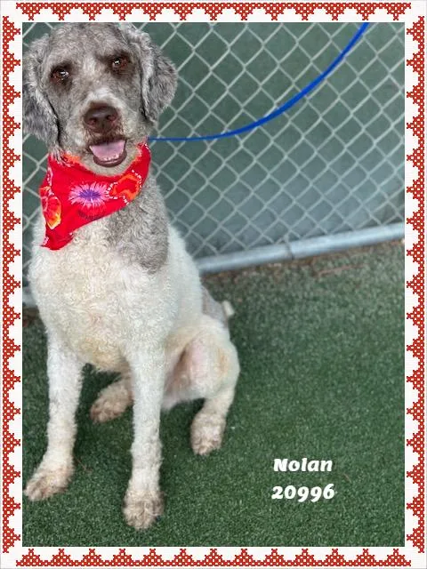 NOLAN see also BAILEY thumbnail 6
