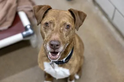 An adult large-sized female Labrador Retriever dog named Ruby for adoption in Coon Rapids, MN