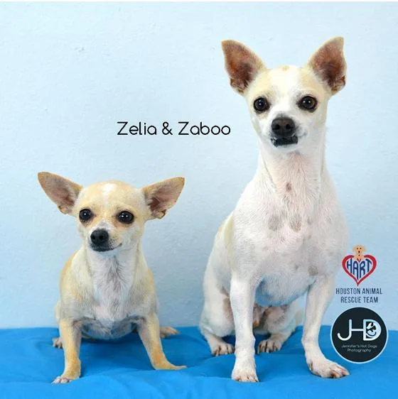 Zelia And Zaboo