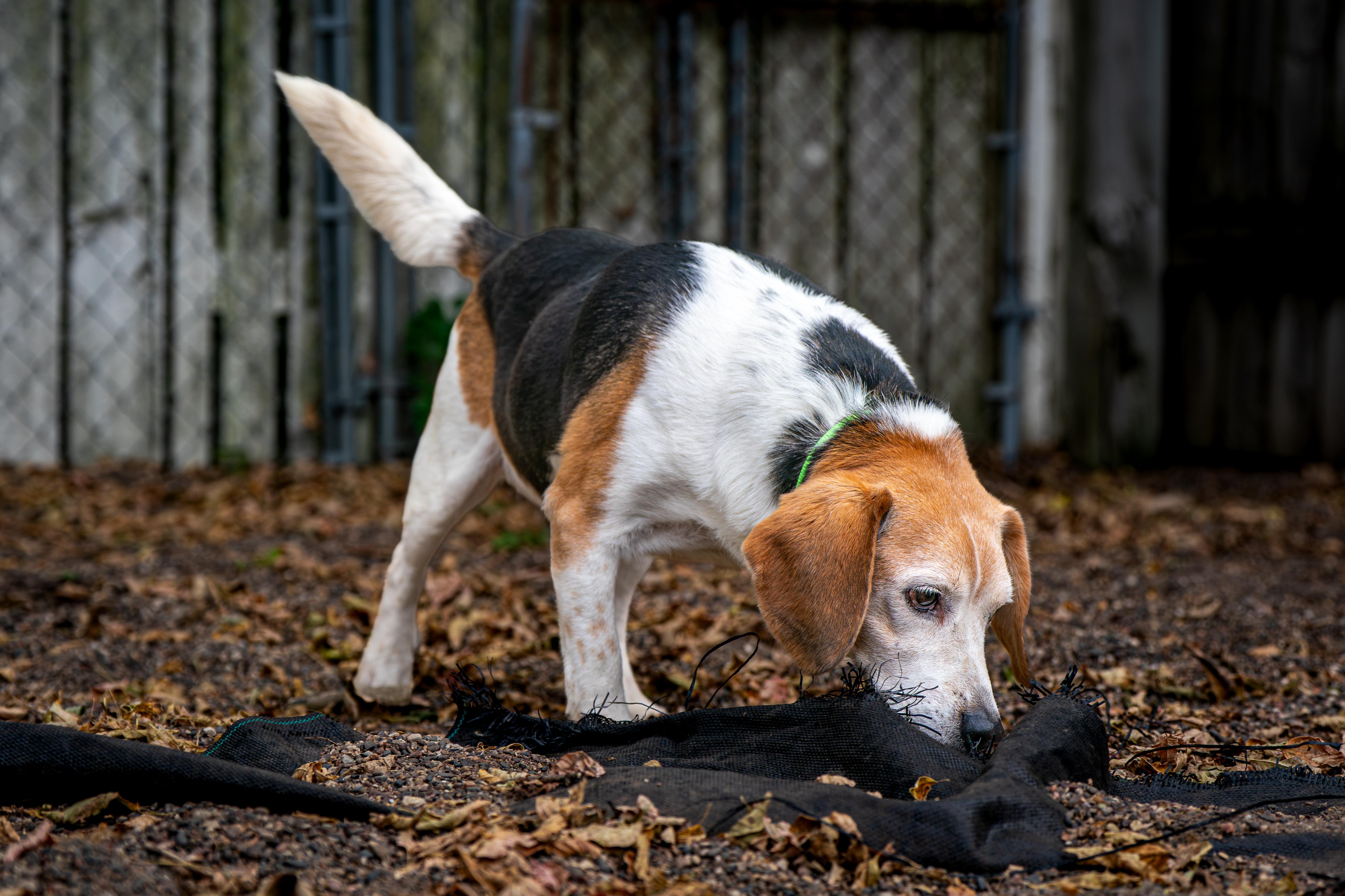 A senior medium-sized male Beagle dog named Bugle for adoption in Red Wing, MN
