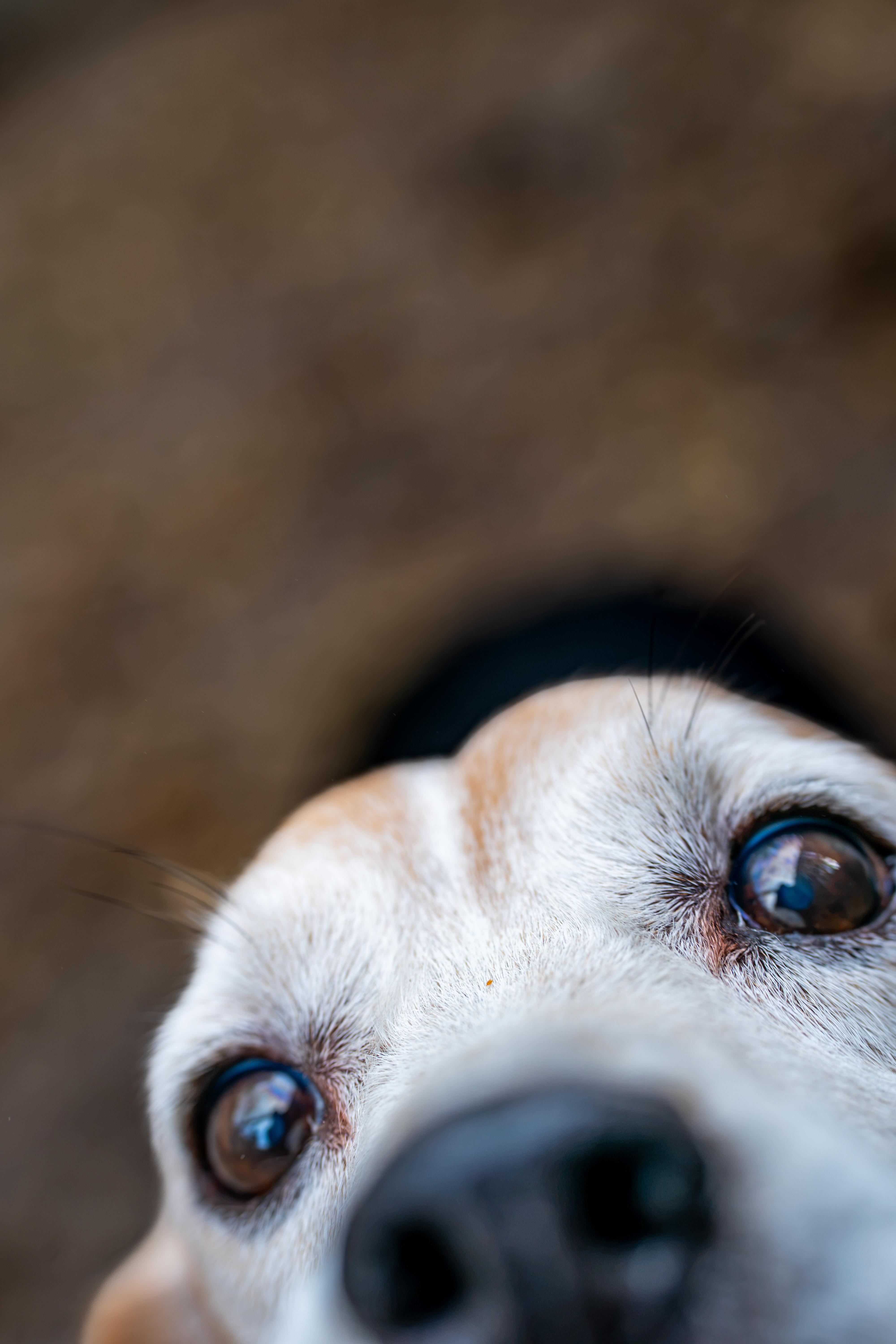 Bugle thumbnail 6