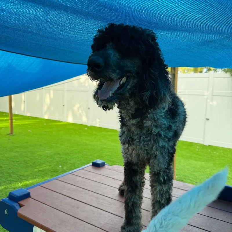 An adult medium-sized male Gray / Blue / Silver Standard Poodle dog named Marble for adoption in Sarasota, FL