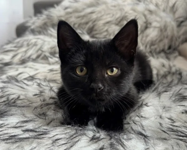 A baby medium-sized female Domestic Short Hair cat named Marcy for adoption in Kingston, NY
