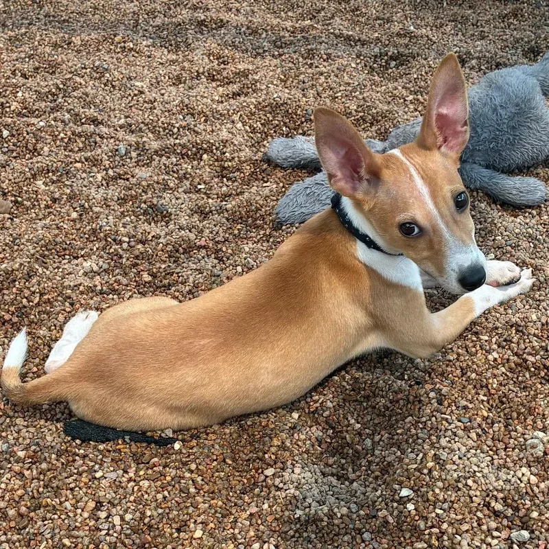 A baby medium-sized male Yellow / Tan / Blond / Fawn Rat Terrier dog named Bambi for adoption in Sand Springs, OK