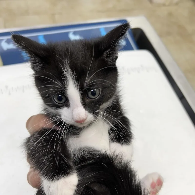 A baby small-sized female Black Domestic Short Hair cat named Bell for adoption in Galveston, TX