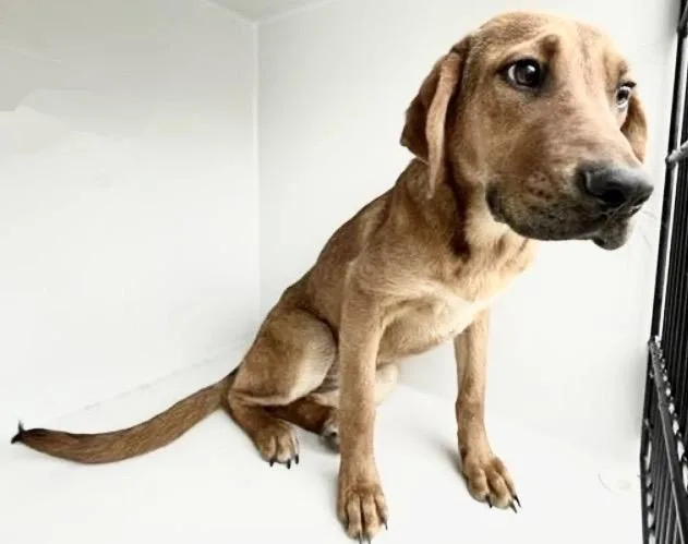 An adult medium-sized female Redbone Coonhound dog named A for adoption in Houston, TX