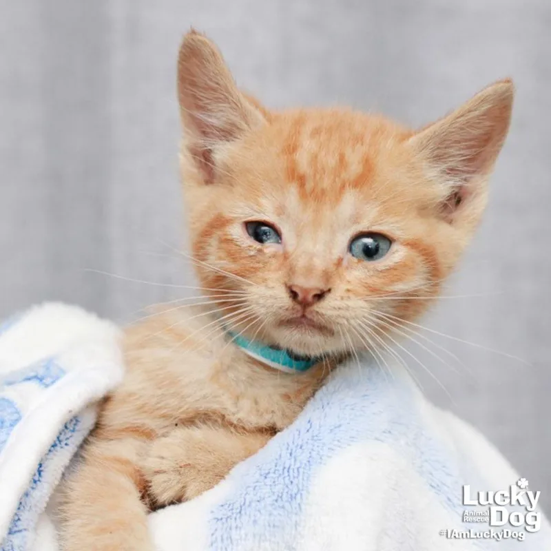 A baby medium-sized male Orange / Red Domestic Short Hair cat named Herbert for adoption in Washington, DC