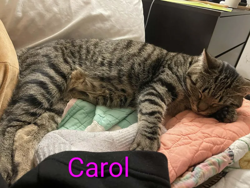 Carol thumbnail 4