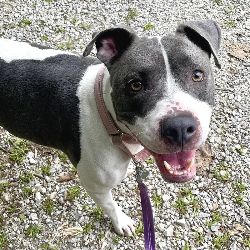 An adult medium-sized female White / Cream Pit Bull Terrier dog named Titis for adoption in Pittsford, VT