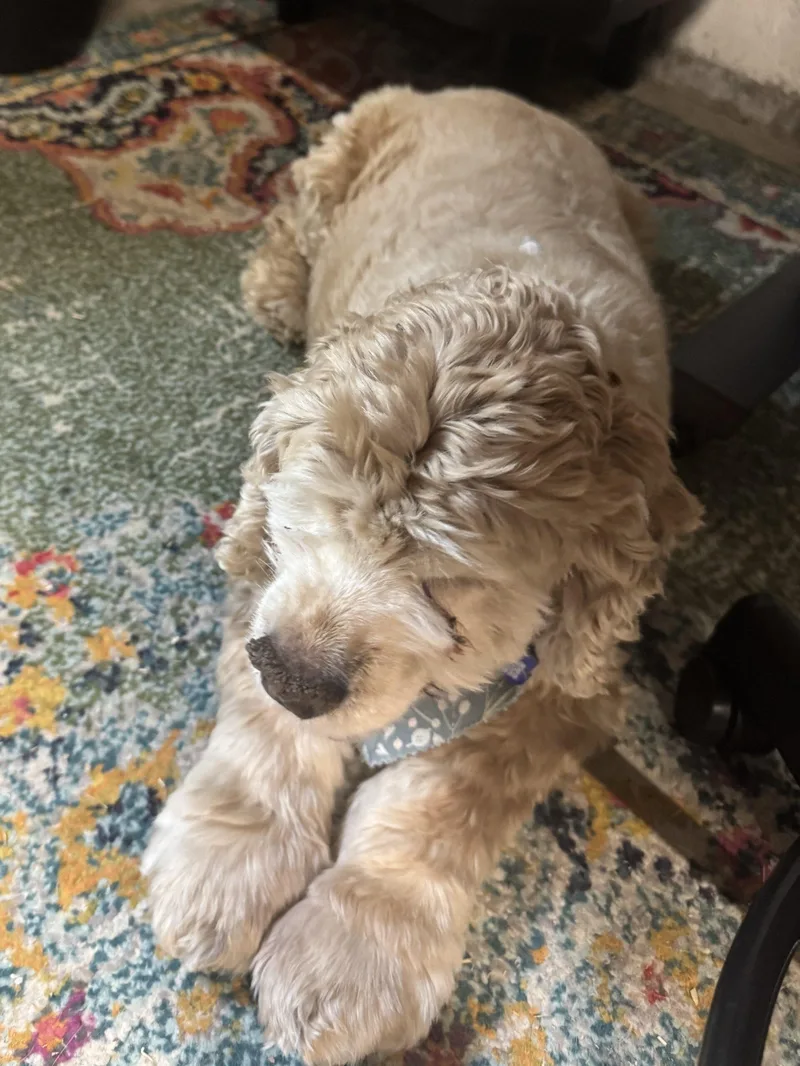 An adult medium-sized male Yellow / Tan / Blond / Fawn Cocker Spaniel dog named Brenner U for adoption in Parker, CO