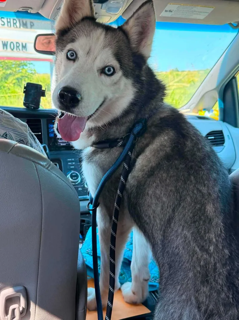 A young medium-sized male White / Cream Husky dog named Harry for adoption in Manhattan, KS