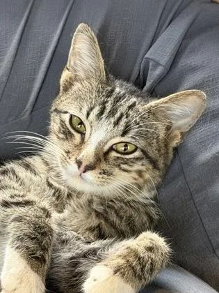 A baby small-sized male Domestic Short Hair cat named Jingle for adoption in Atlanta, GA