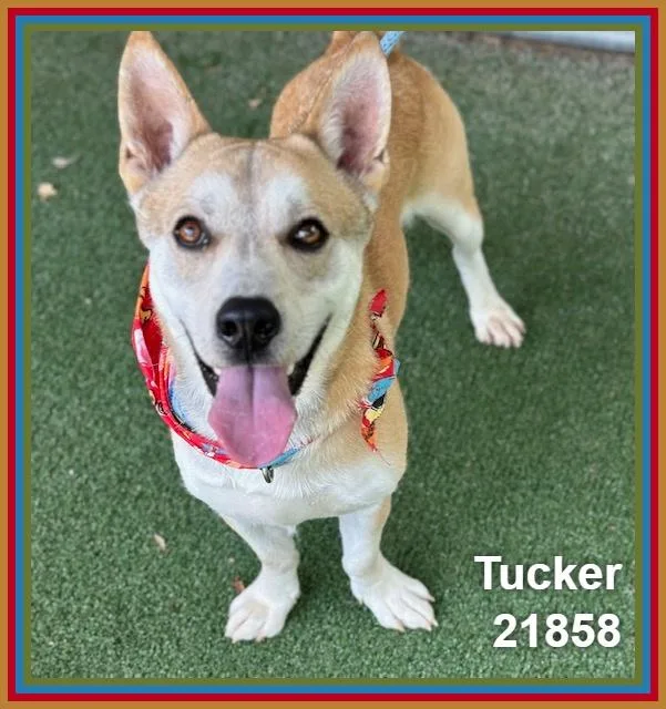 Tucker