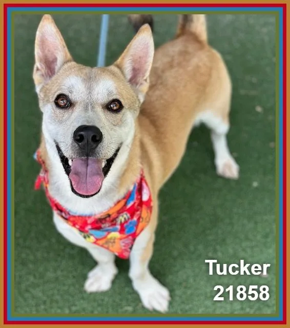 Tucker thumbnail 2