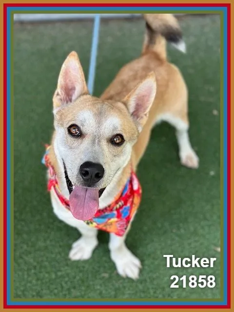 Tucker thumbnail 3