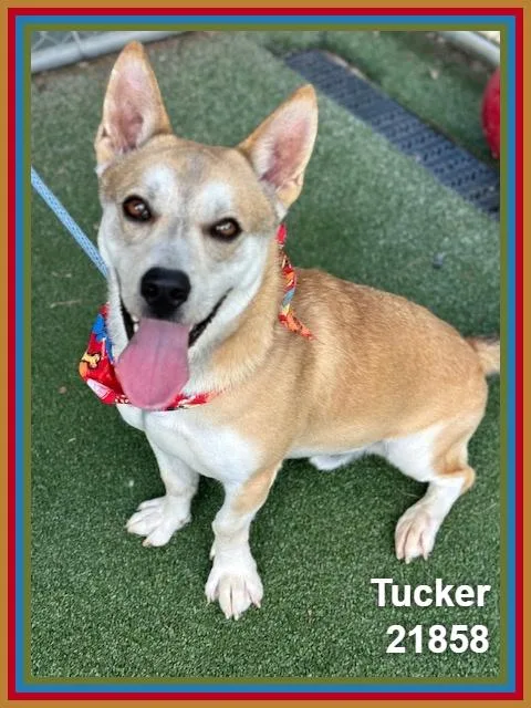 Tucker thumbnail 5