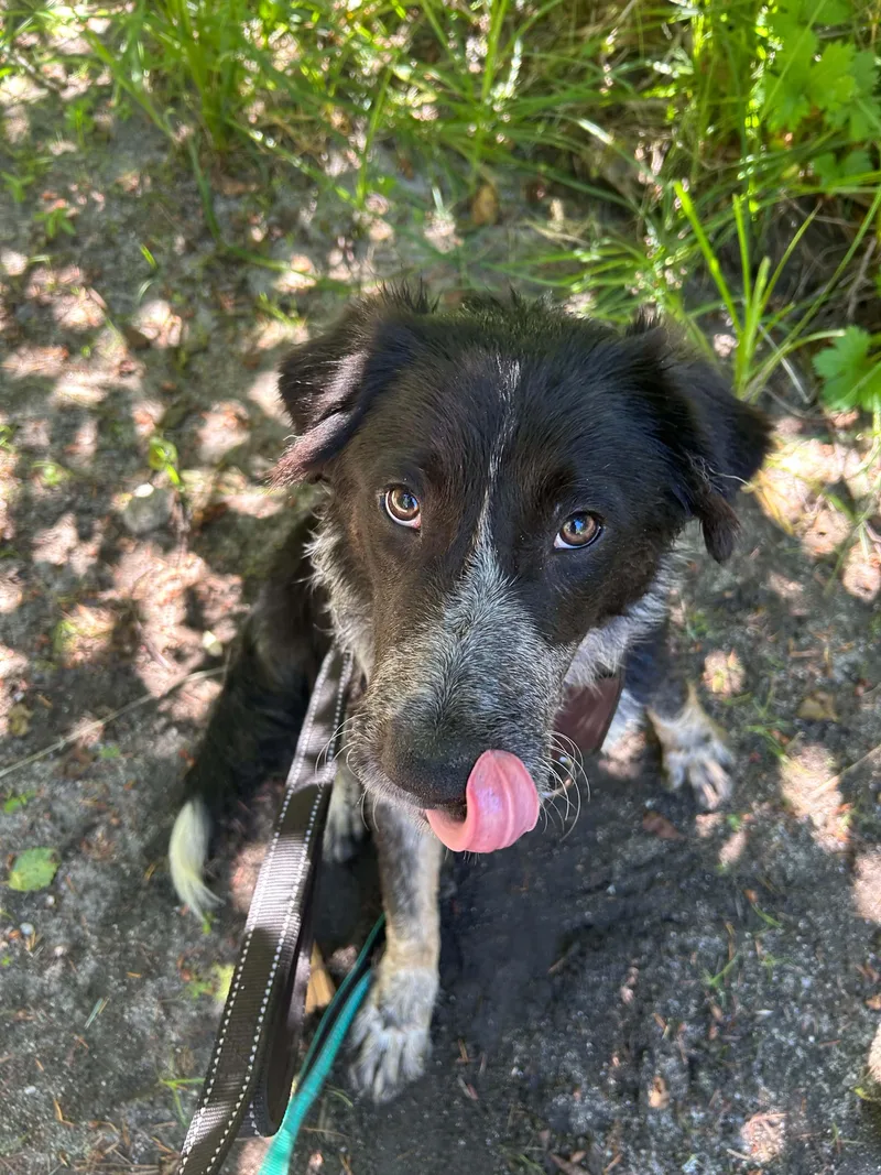A baby medium-sized male Tricolor (Brown, Black, & White) Border Collie dog named Buster for adoption in Grants Pass, OR