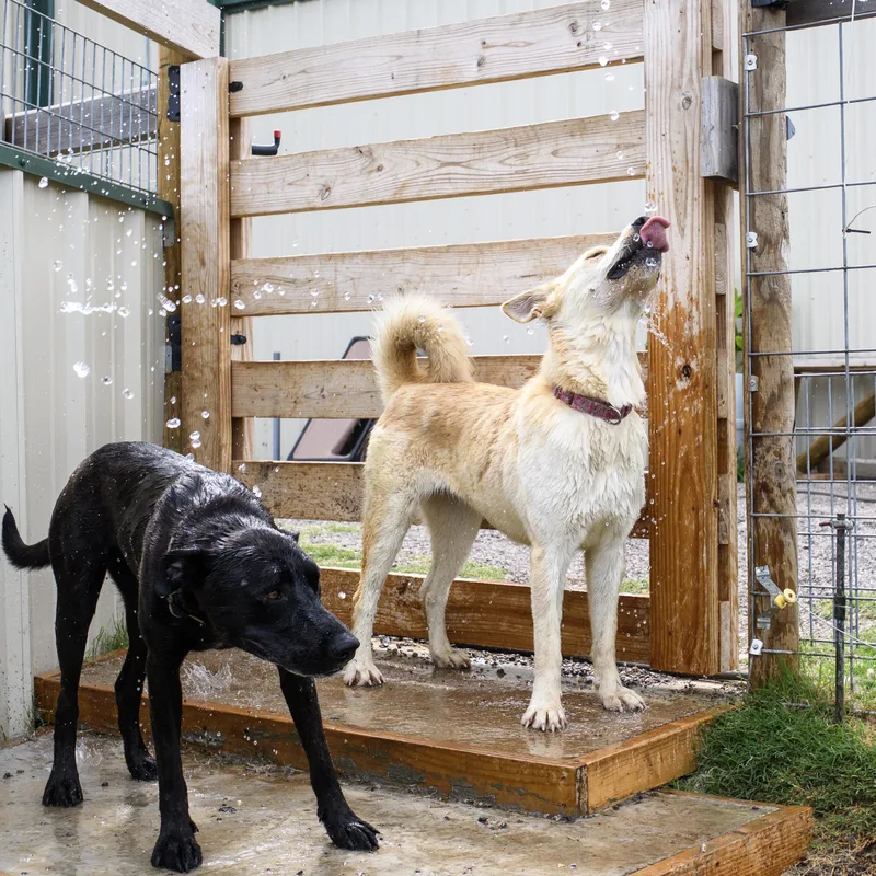 A young large-sized female Apricot / Beige Husky dog named Nacona for adoption in Weatherford, TX