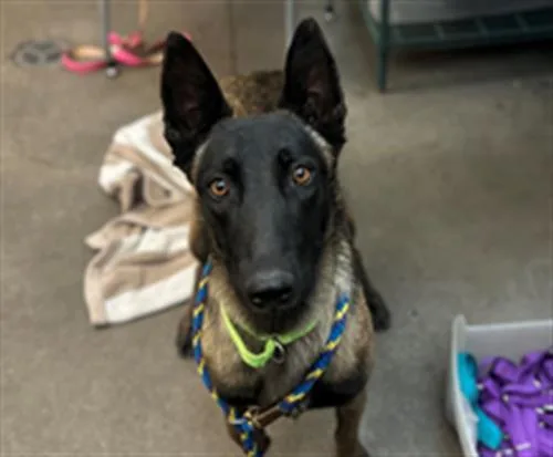 An adult large-sized female Belgian Shepherd / Malinois dog named Lulu for adoption in Tucson, AZ