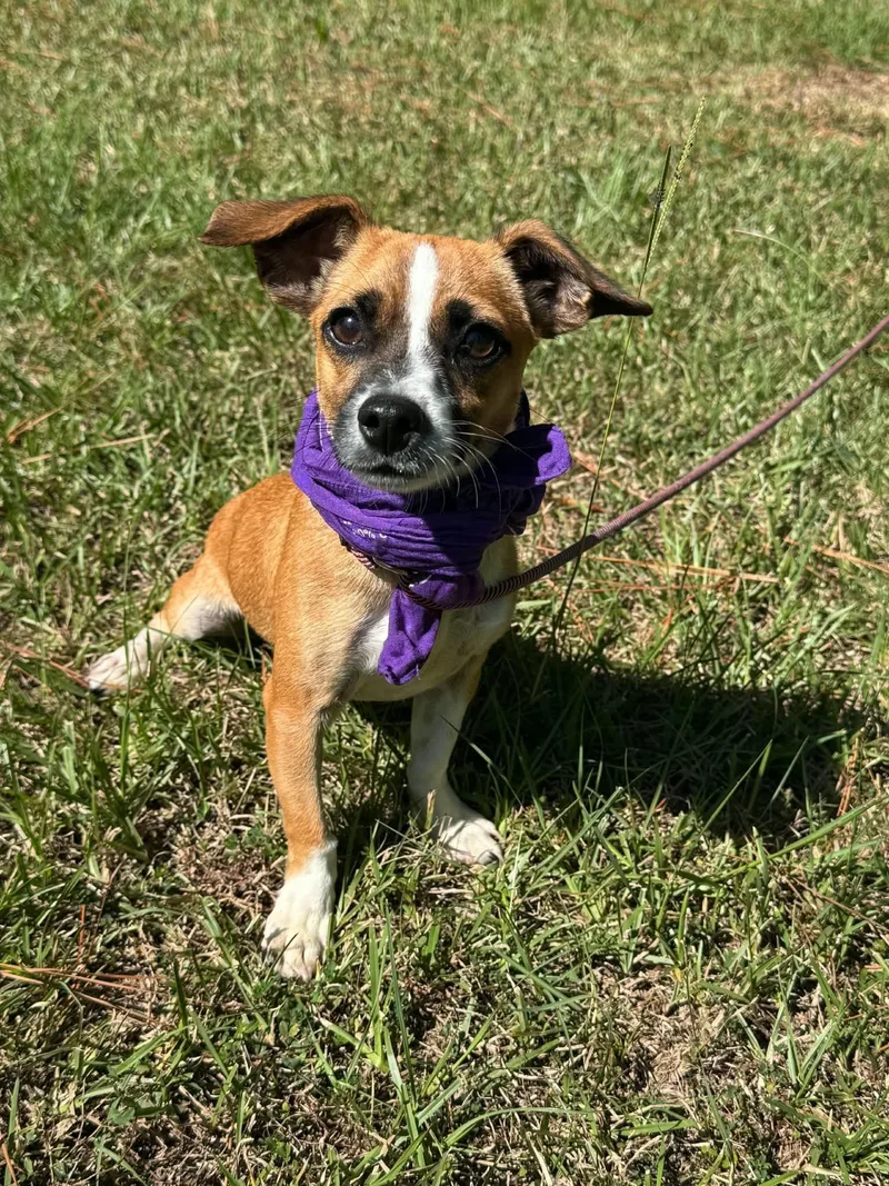 A young small-sized male Tricolor (Brown, Black, & White) Mixed Breed dog named Yale for adoption in Sumter, SC