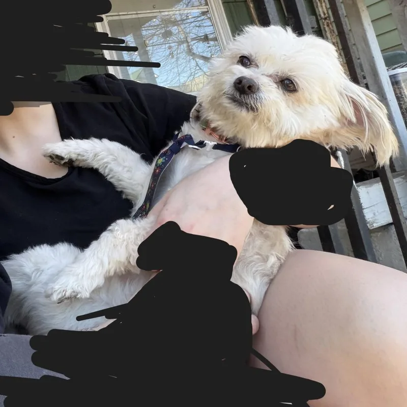 A senior small-sized male White / Cream Maltese dog named Blanco for adoption in Tunkhannock, PA