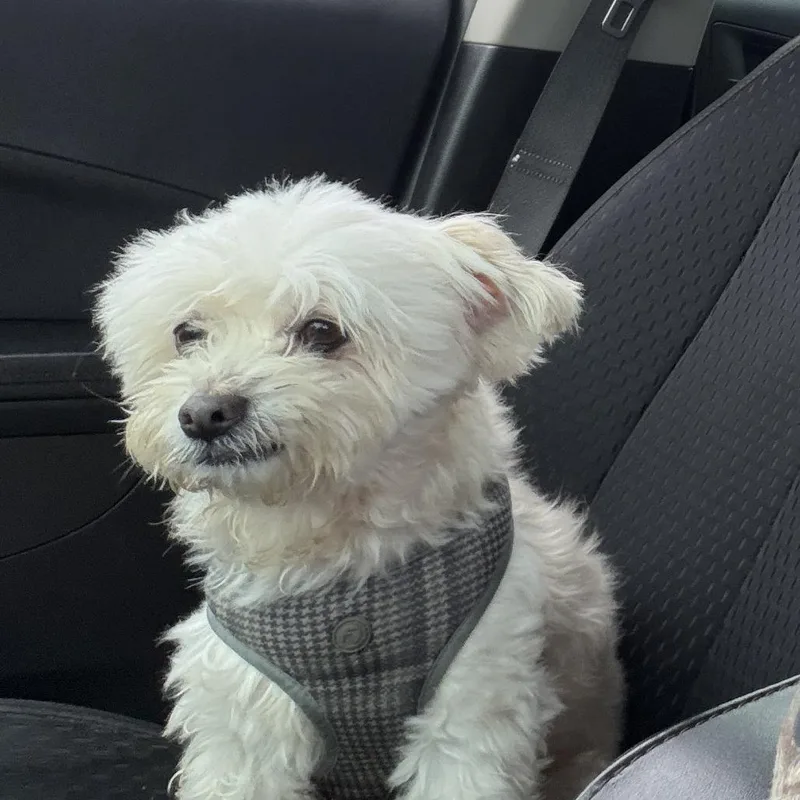 Blanco thumbnail 4