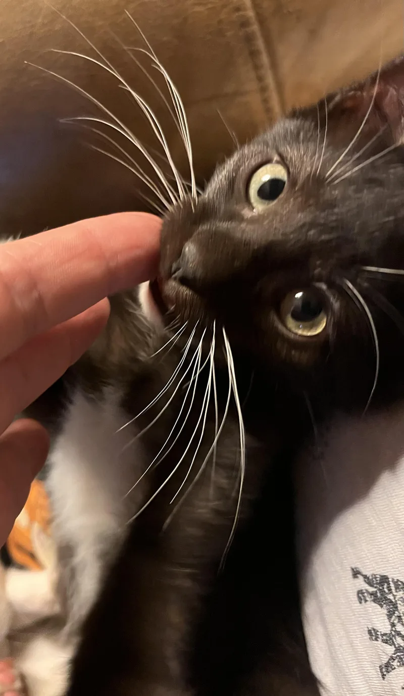 A baby medium-sized male Black & White / Tuxedo American Shorthair cat named Slinky for adoption in Moreno Valley, CA