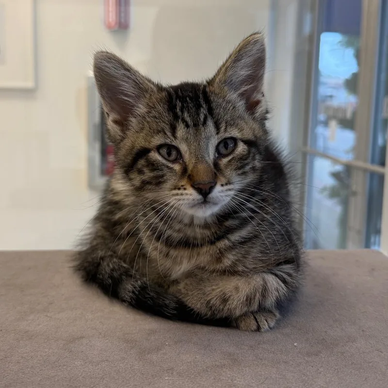 A baby small-sized male Brown / Chocolate Domestic Short Hair cat named Walnut for adoption in Wheeling, IL
