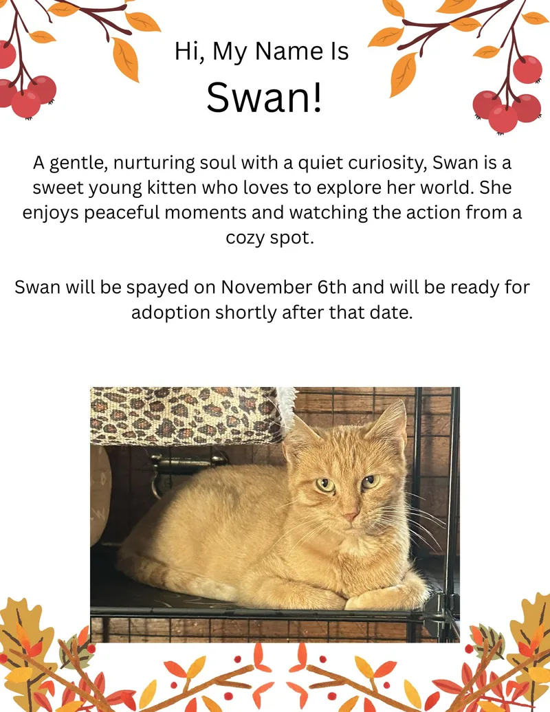 Swan