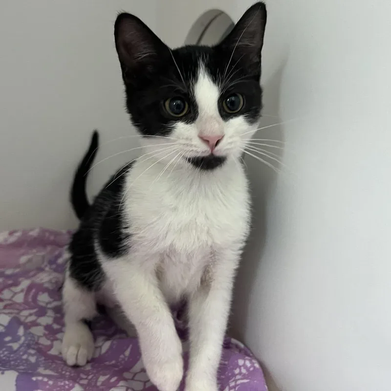 A baby small-sized female White Domestic Short Hair cat named Stream for adoption in Jupiter, FL