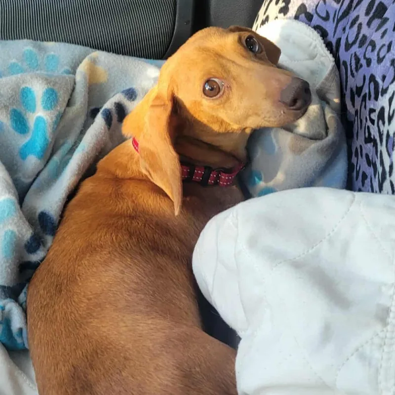 A senior small-sized female Brown / Chocolate Dachshund dog named Susie for adoption in Olathe, KS