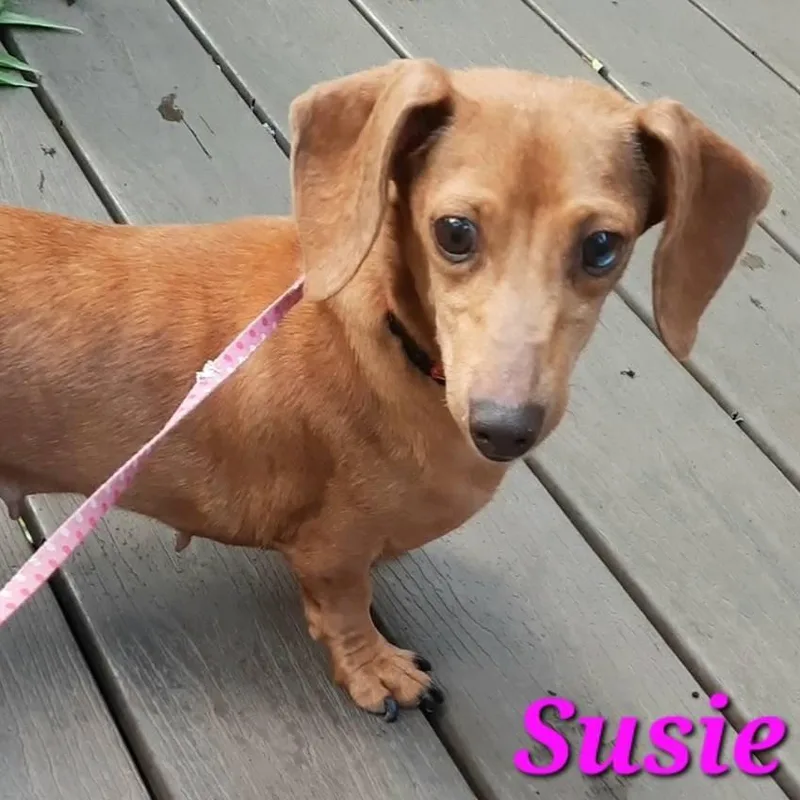 Susie thumbnail 3