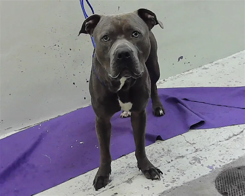 A young medium-sized male Staffordshire Bull Terrier dog named Kev for adoption in Houston, TX