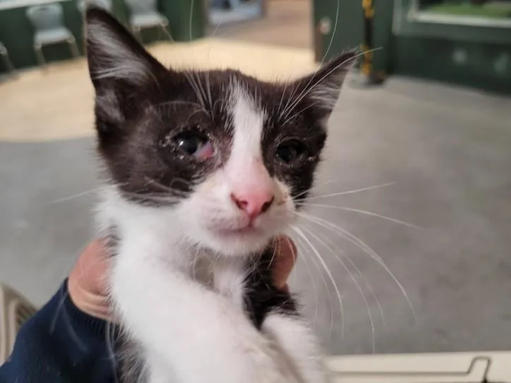 A baby small-sized female Domestic Short Hair cat named Chirp for adoption in Los Angeles, CA