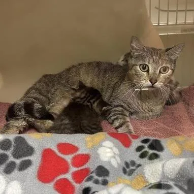 A young medium-sized female Brown / Chocolate Domestic Short Hair cat named Tequila for adoption in Tempe, AZ