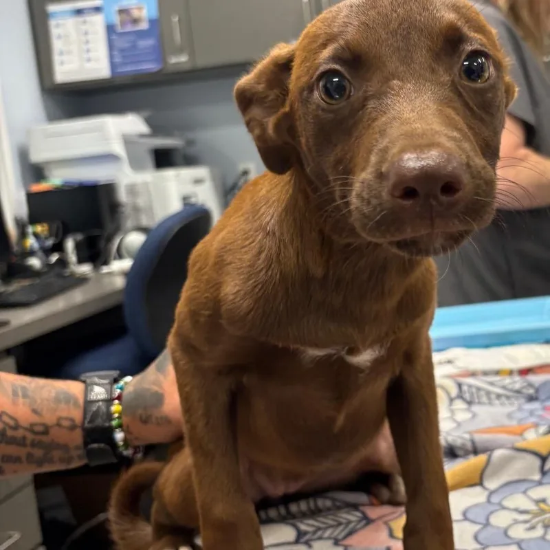 A baby small-sized female Brown / Chocolate Mixed Breed dog named Starri for adoption in Milton, FL