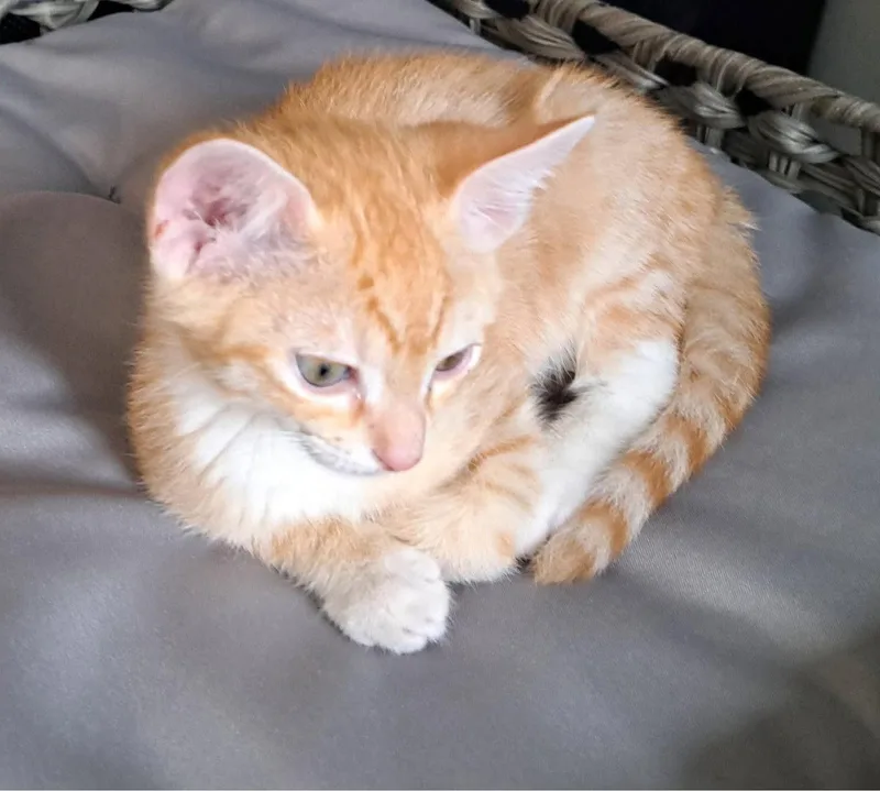 A baby medium-sized male Tabby (Orange / Red) Tabby cat named Marmalade for adoption in San Jose, CA
