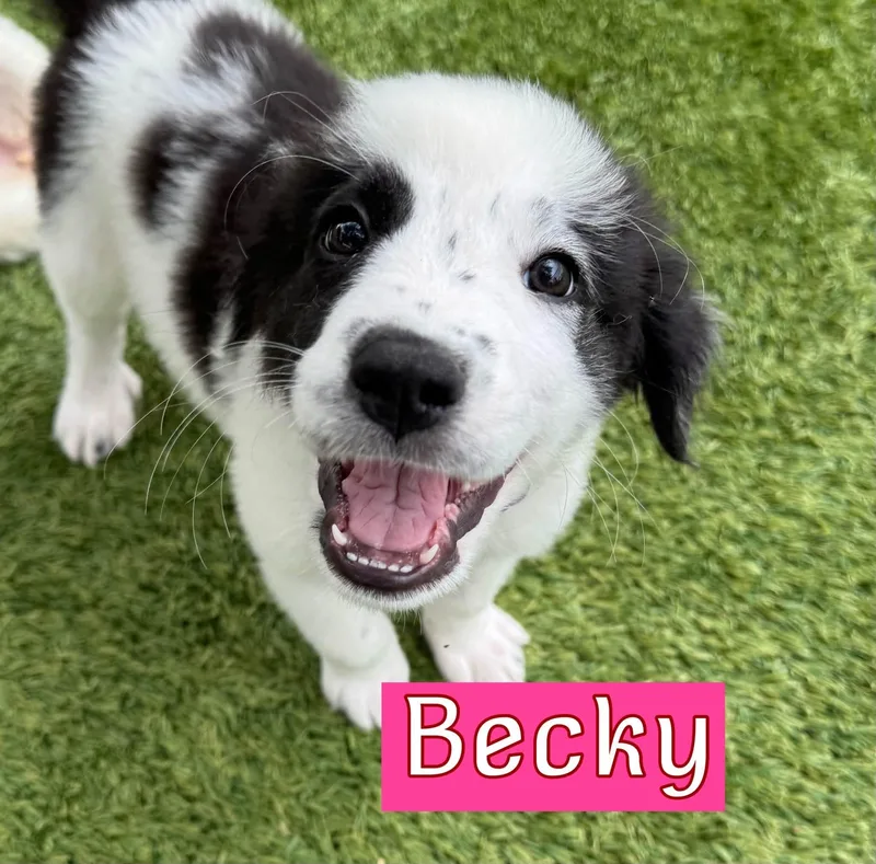 A baby medium-sized female Great Pyrenees dog named Becky for adoption in Keller, TX